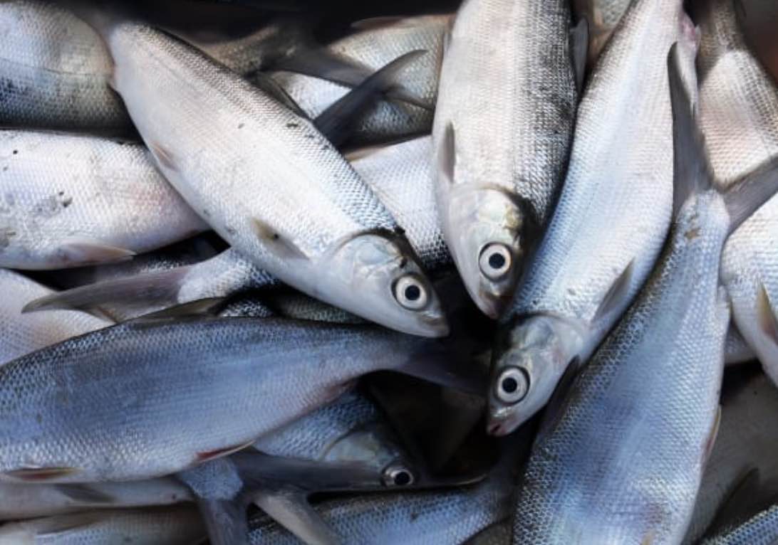 Komira | The Great Potential of Milkfish in Indonesia