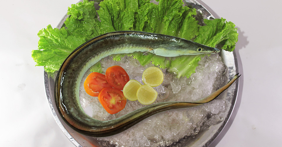Komira | 3 Great Potential of Conger Eel&rsquo;s Swim Bladder